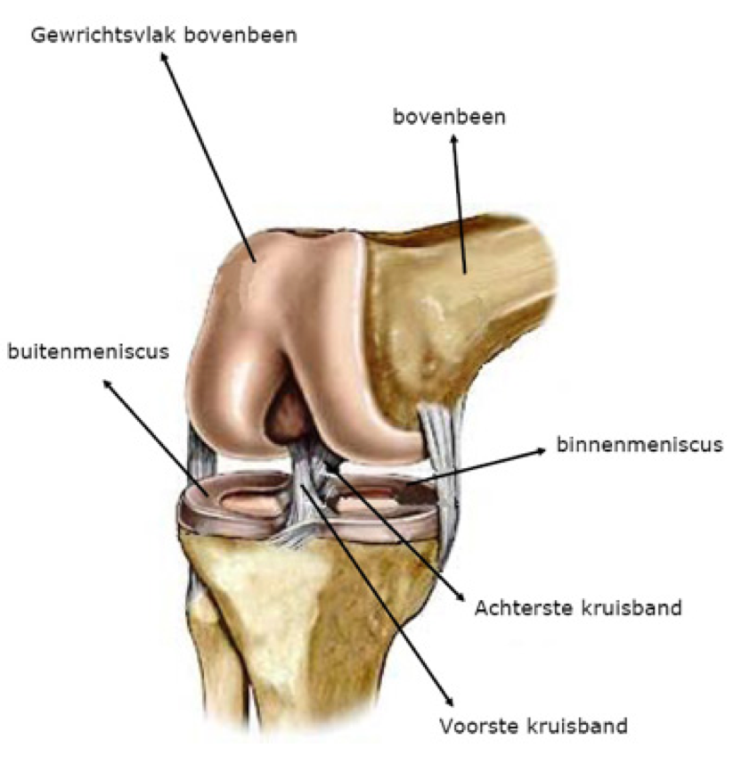 anatomy knee