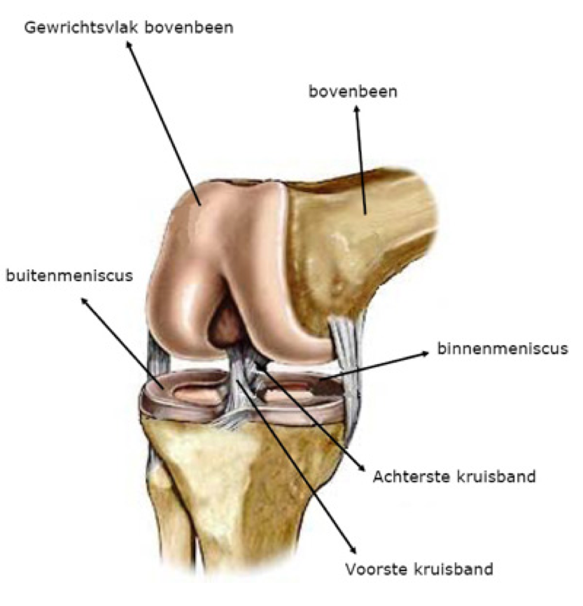 knie anatomie